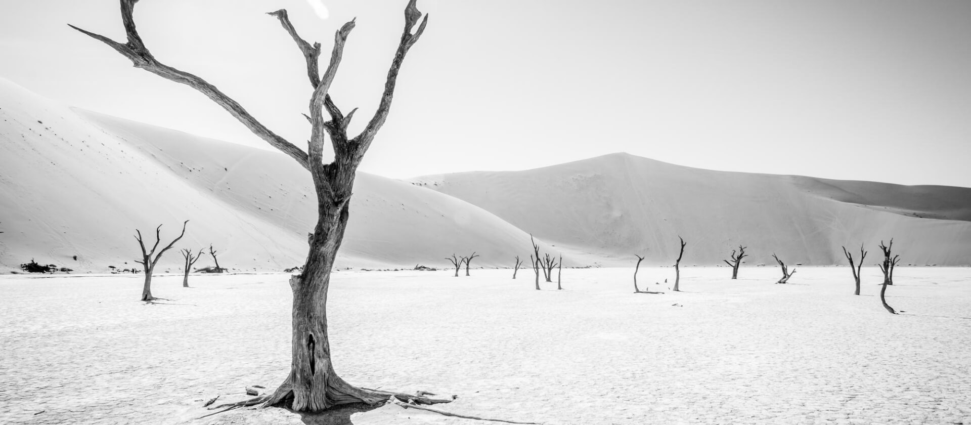 Viajes a medida. Destinos singulares. Varios árboles sin hojas en un desierto de dunas de arena