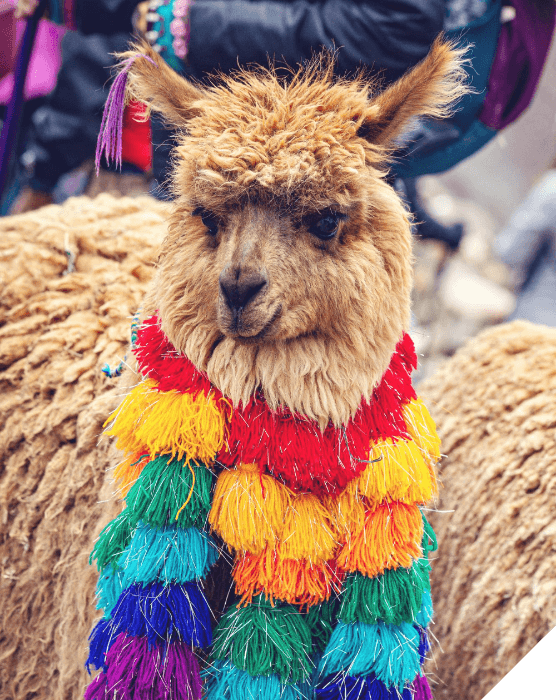 Viajes a medida. Destinos singulares. Una llama con decoración de lana de colores en Bolivia