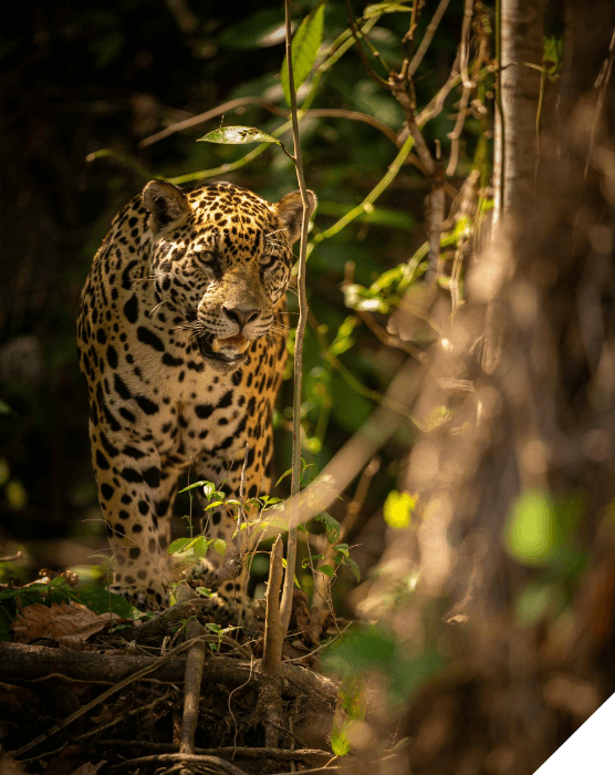 Viajes a medida. Experiencias inolvidables. Un leopardo camina por la selva en Tanzania
