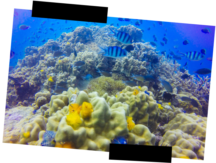 Viajes a medida - Omán - Arrecife de coral Viajes a medida. Viajes que inspiran. Arrecife de coral en aguas cristalinas y peces nadando