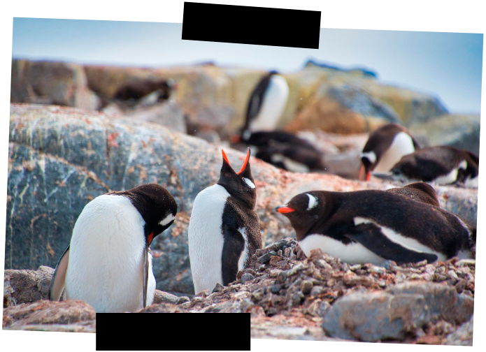 Viajes a medida - Perú - Islas Ballestas Viajes a medida. Viajes que inspiran. Pingüinos en las Islas Ballestas
