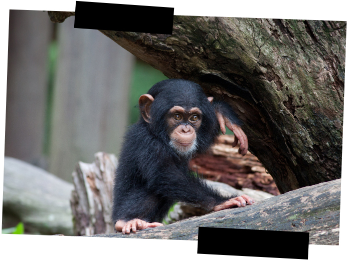 Viajes a medida. Viajes que inspiran. Un chimpancé nos observa subido en un árbol
