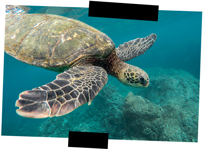 Viajes a medida - Omán - Tortuga marina Viajes a medida. Viajes que inspiran. Una tortuga marina nada en aguas turquesas