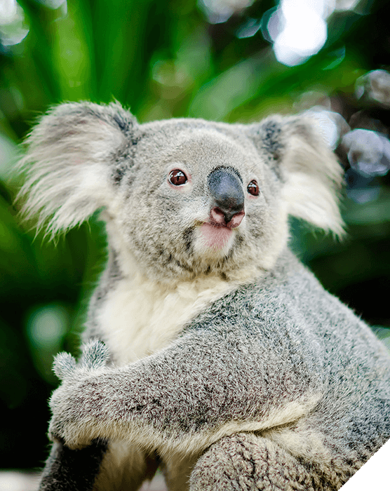 Viajes de novios. Invierno. Un koala, animal australiano con fondo de árboles