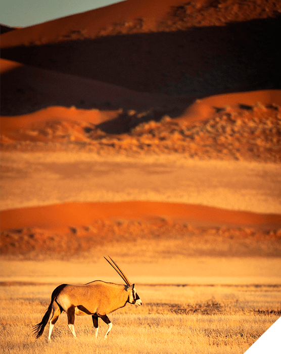 Viajes de novios. Invierno. Un antílope en un paisaje desértico rojizo de Namibia