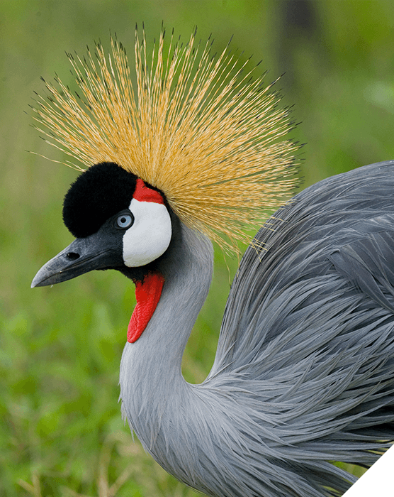 Viajes a medida. Destinos singulares. Grulla coronada cuelligrís, ave majestuosa de Ruanda