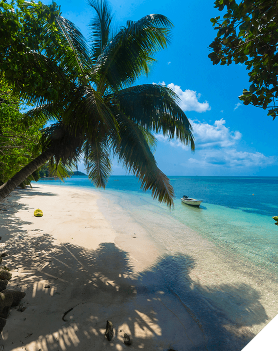 Viajes de novios. Primavera. Playa de arena blanca con la sombra de una palmera y una embarcación en la orilla de aguas turquesas