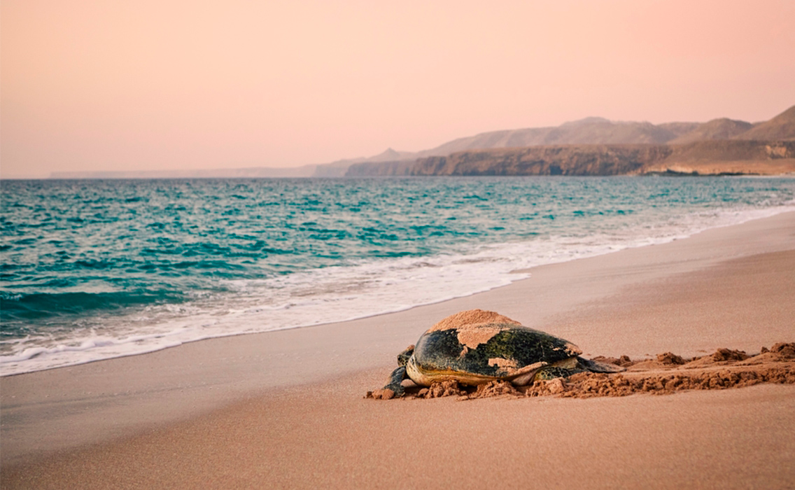 Tortuga verde en la costa de Ras al Jinz, una experiencia exclusiva de naturaleza y viaje de lujo en Omán.