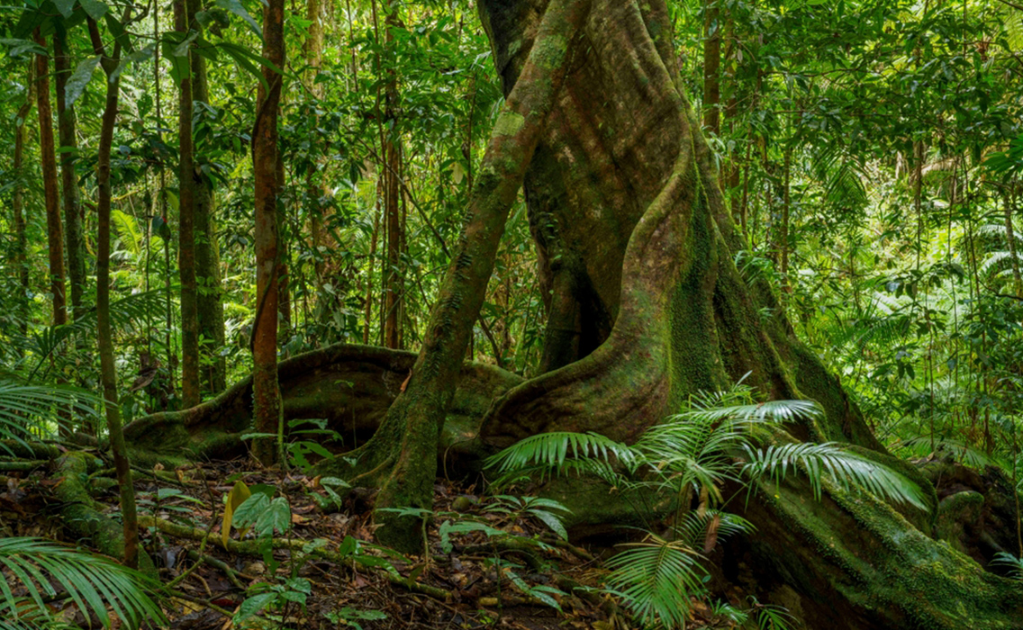 Árbol cubierto de musgo en un bosque ancestral, un escenario de cuento perfecto para viajeros que buscan experiencias de lujo y naturaleza en estado puro