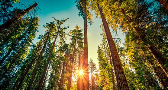 Bosque de secuoyas gigantes iluminado por el sol, un destino exclusivo para viajes de lujo diseñados a medida en plena naturaleza ancestral
