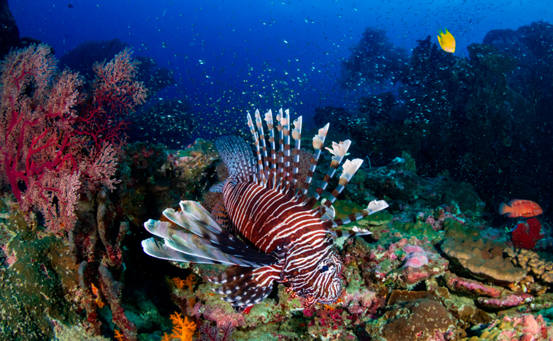 Asomarse al Great Astrolabe Reef, un santuario de coral en Fiyi ideal para viajeros que buscan experiencias marinas exclusivas y lujo a medida