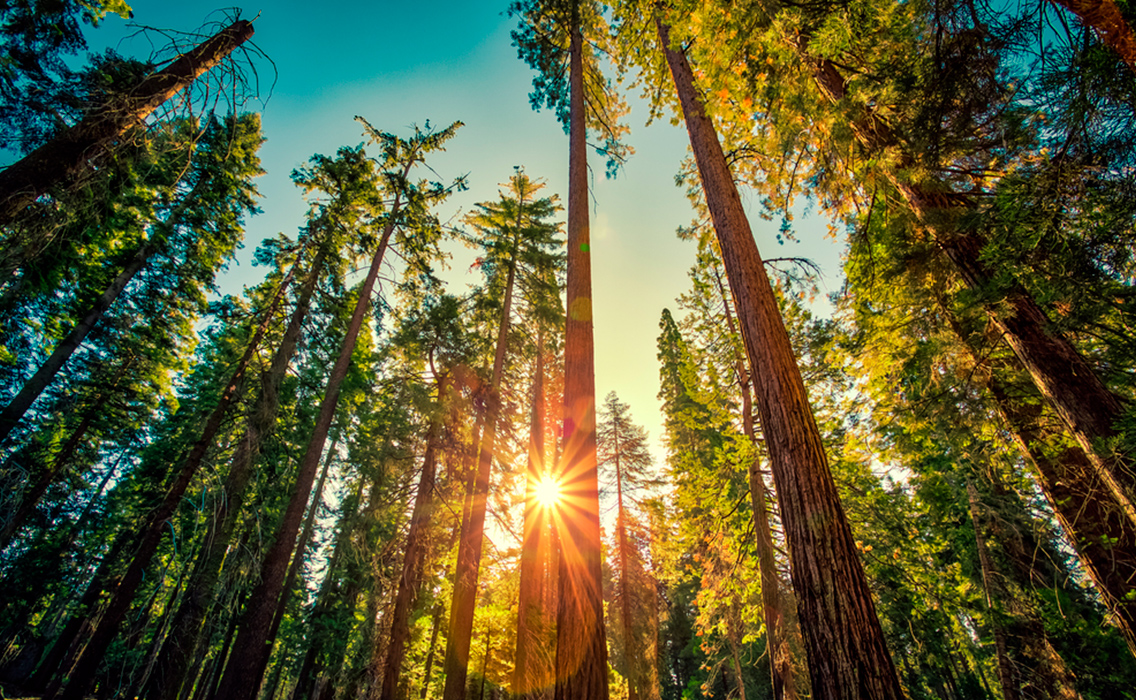 Bosques milenarios: sumérgete en la naturaleza más pura