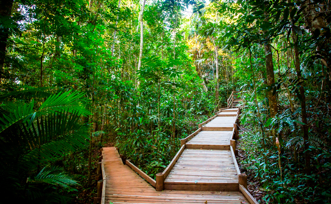 Sendero de madera entre un bosque tropical frondoso, una experiencia exclusiva para viajeros que buscan naturaleza primaria y lujo a medida