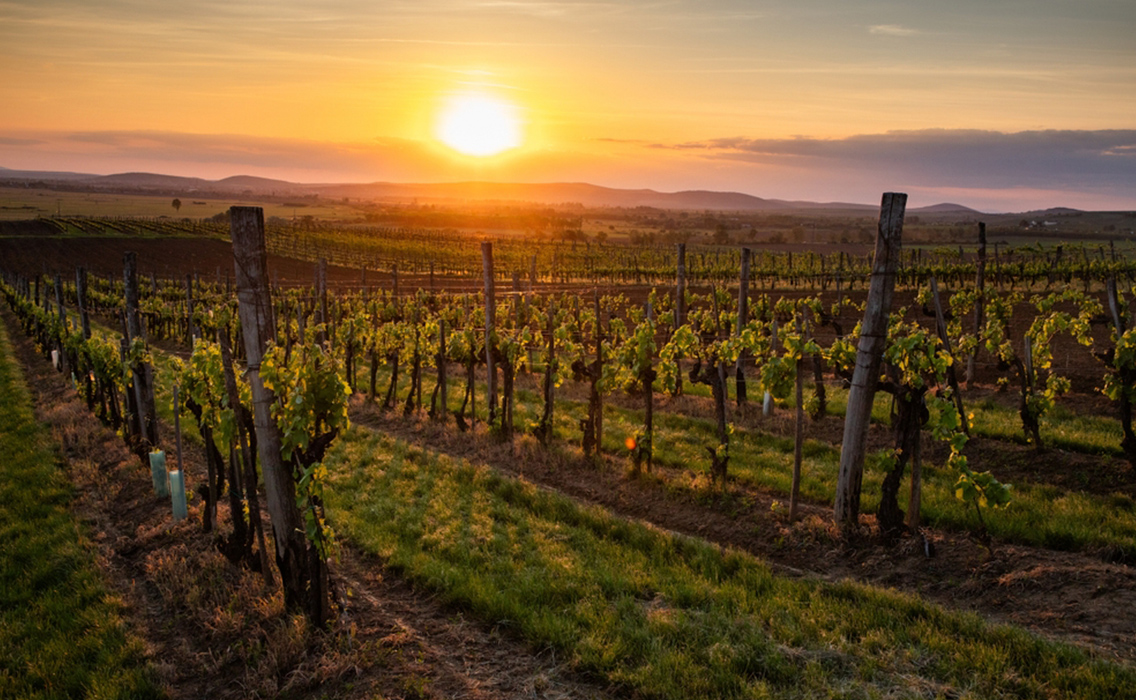 Burdeos en invierno: viñedos históricos y grandes casas de vino