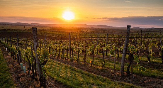 Viñedo histórico de Burdeos en invierno, paisaje sereno al amanecer entre viñas centenarias, ideal para viajes de lujo a medida.