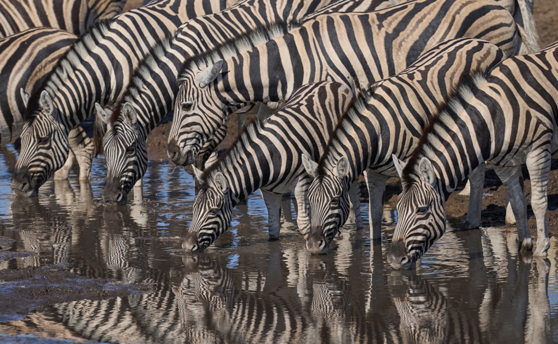 Cebras bebiendo en una laguna en Namibia, escena de safari en Etosha durante un viaje de lujo a medida por África.