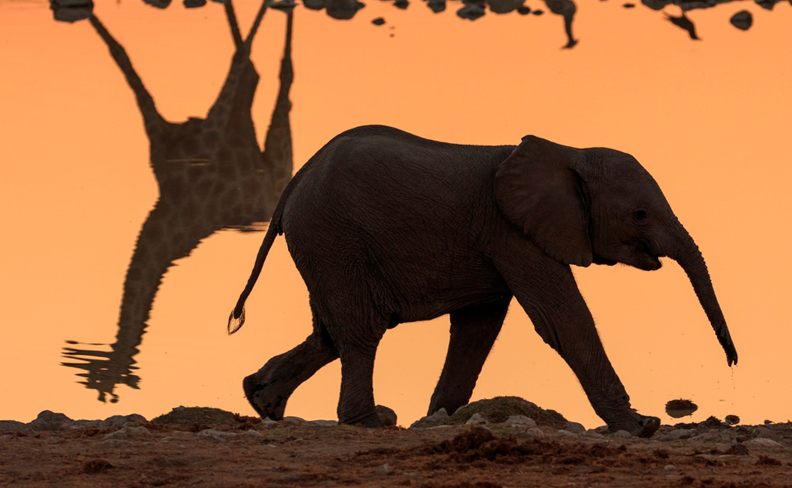 Elefante junto a un abrevadero con reflejo de jirafa en el Parque Nacional Etosha, escena única de safari en Namibia de lujo.