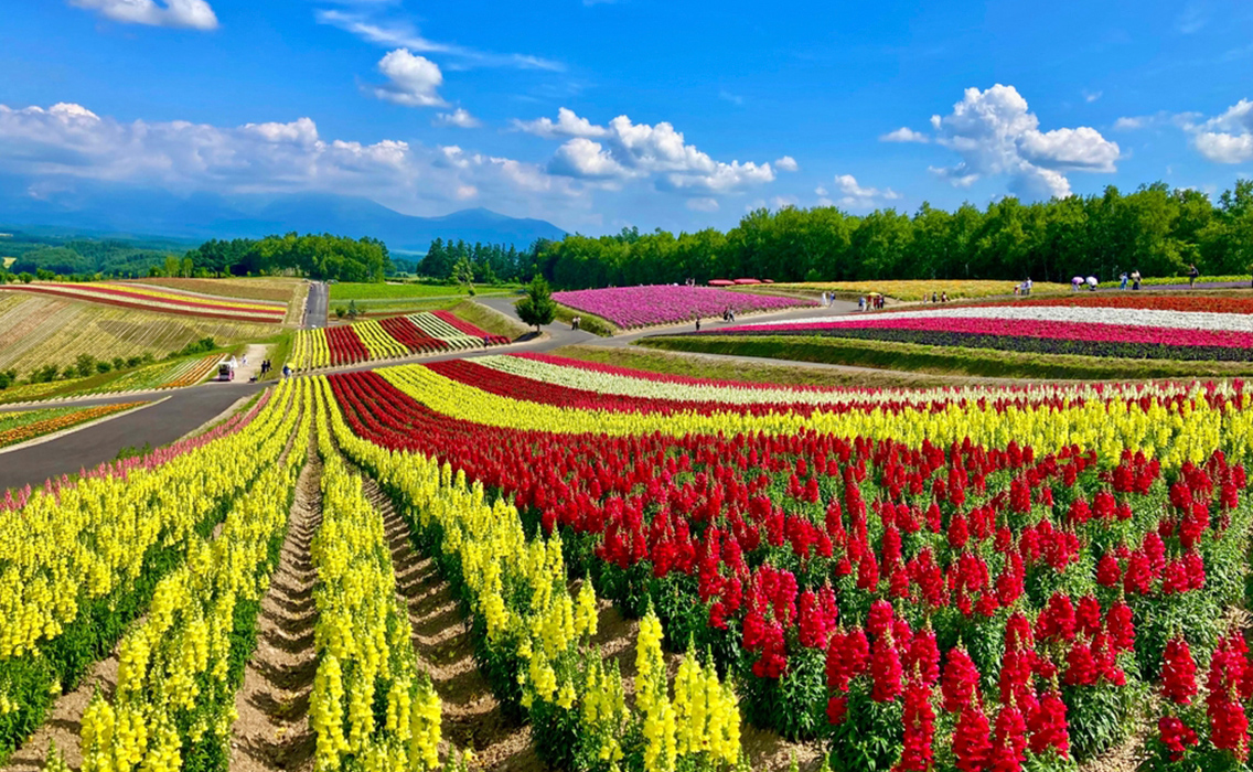 Campos de flores de colores en Biei, Hokkaido, durante la primavera, con un paisaje floral sereno en el norte de Japón.