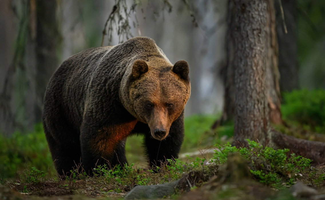 Oso pardo en libertad entre los bosques de la Columbia Británica, símbolo de la naturaleza salvaje de Canadá.